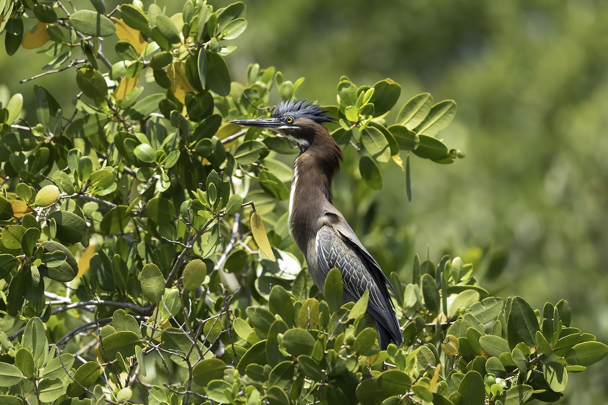 Green Heron - ML618054778