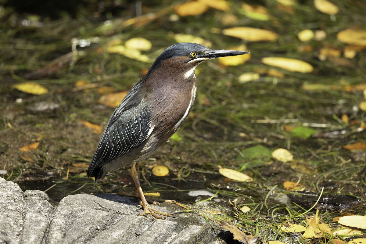 Green Heron - ML618054780