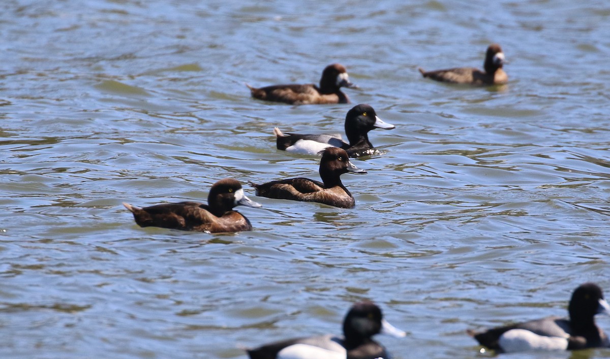 Tufted Duck - ML618054826