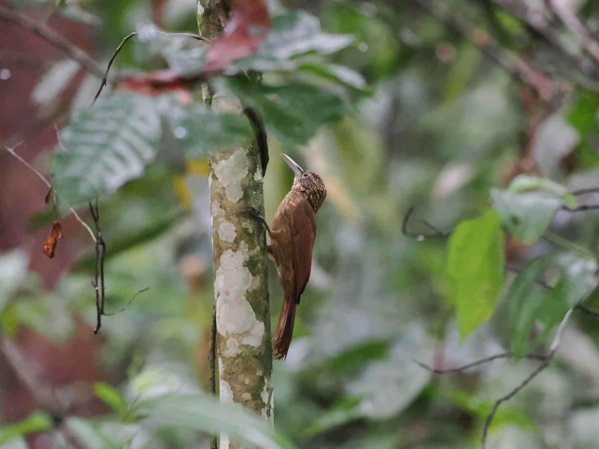 Buff-throated Woodcreeper - Ben Wilcox