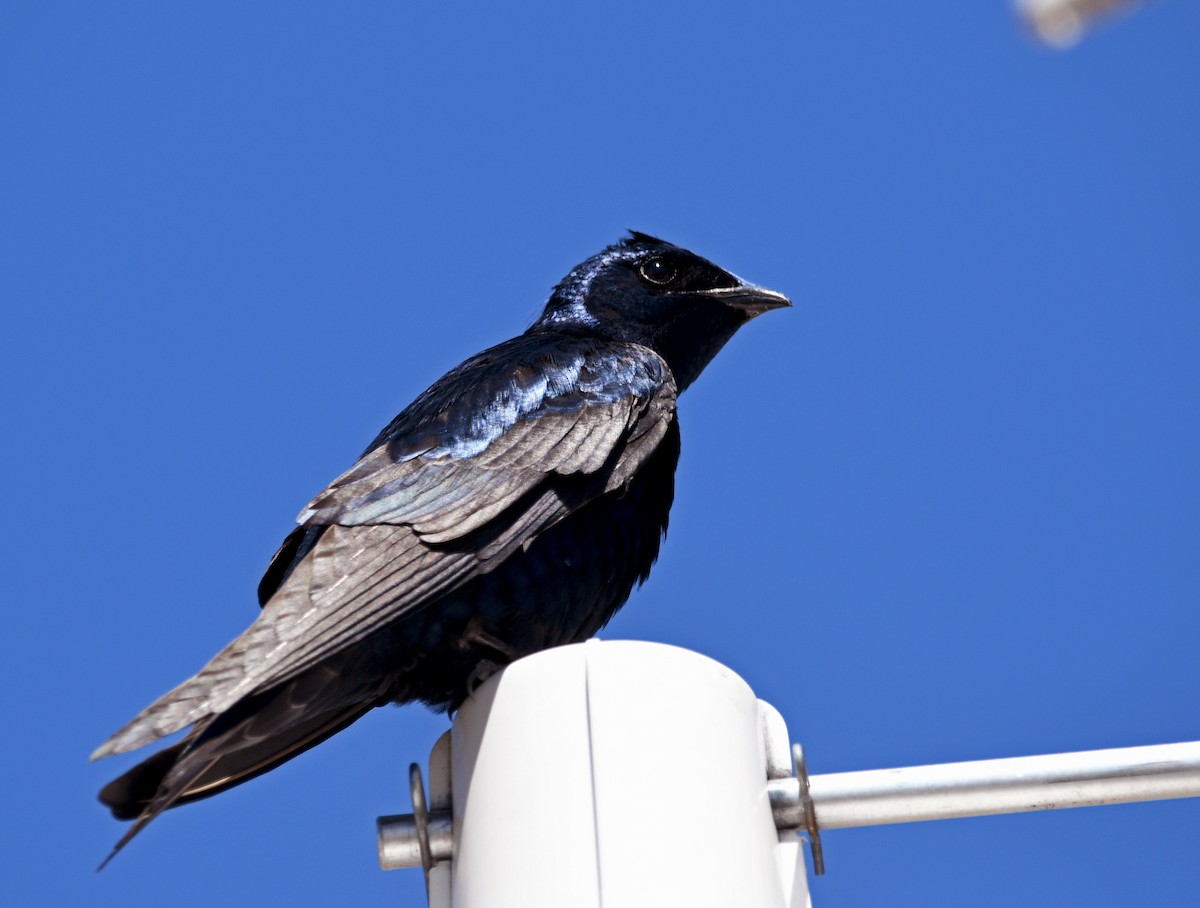 Purple Martin - ML618054837