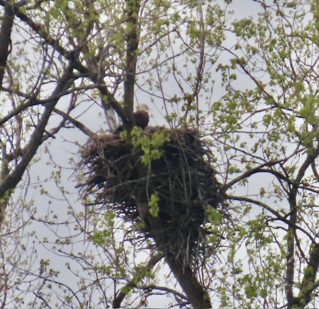 Bald Eagle - ML618054853