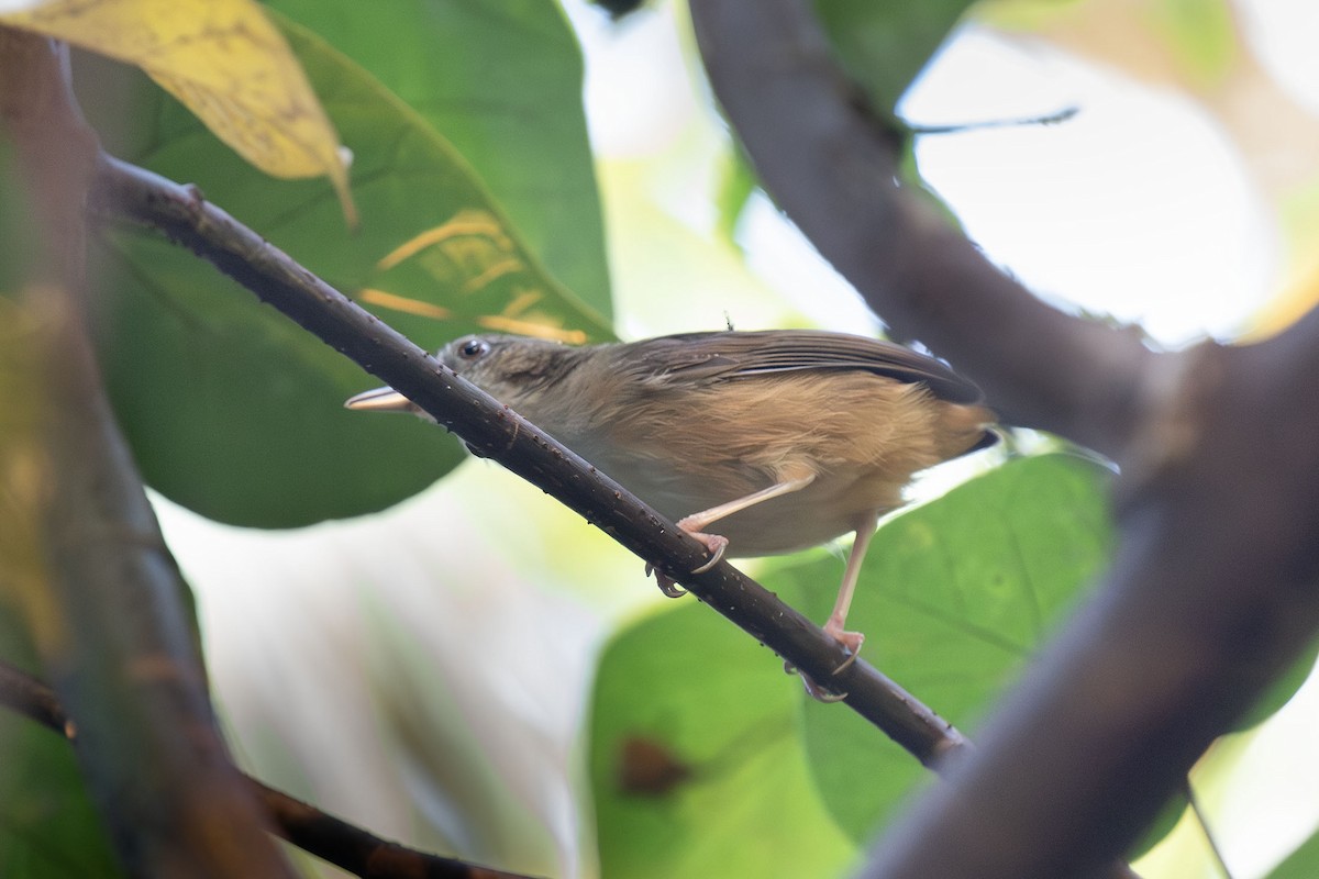 Abbott's Babbler - Kristof Zyskowski