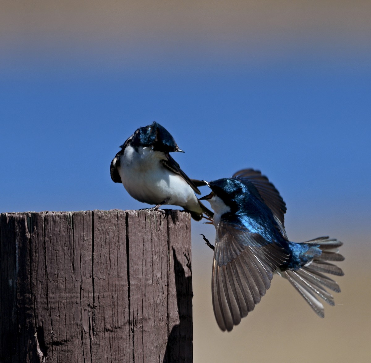 Tree Swallow - Chad Kowalski