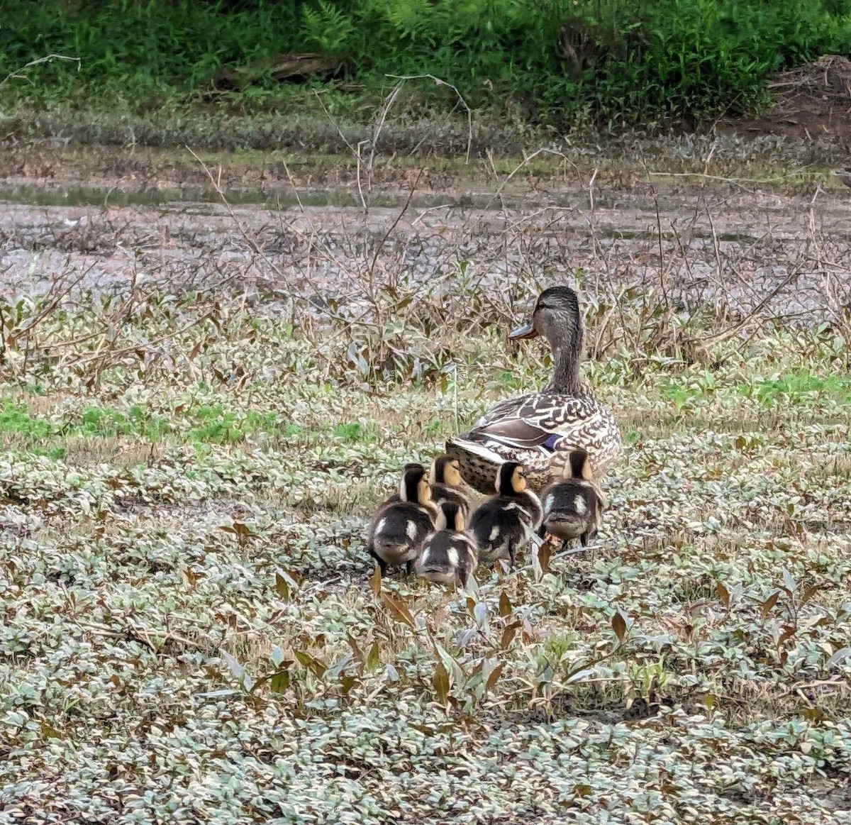 Mallard - Dottie Head