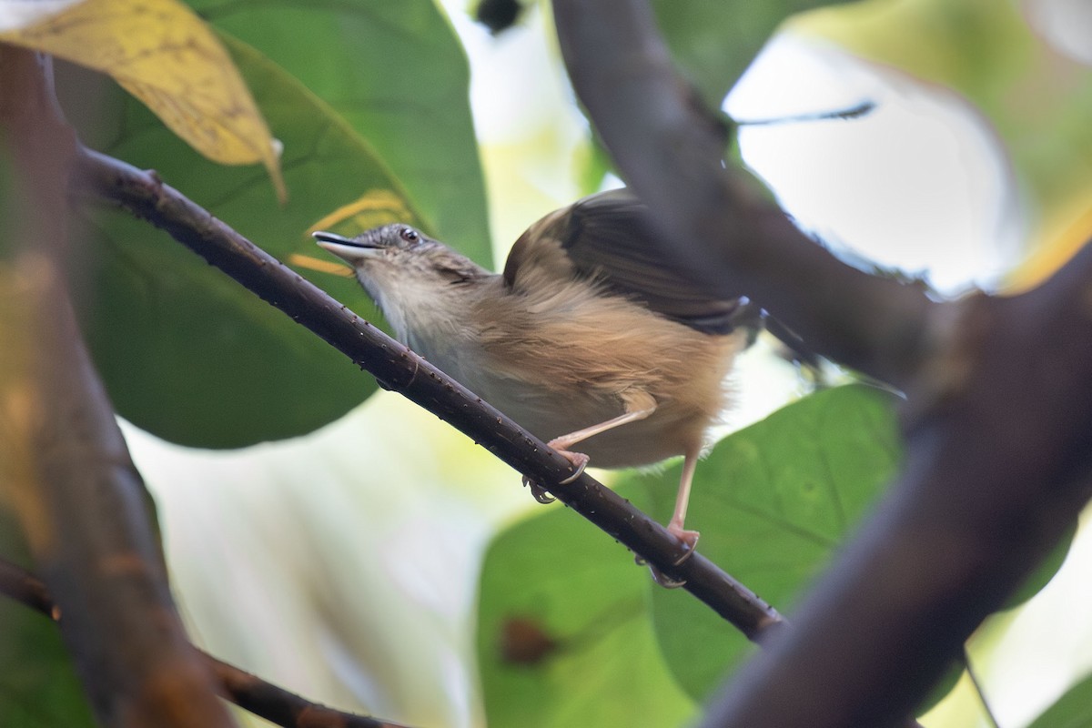 Abbott's Babbler - ML618054865