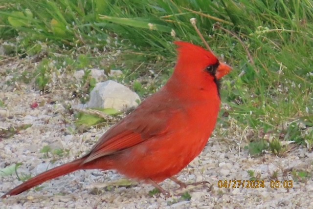 Northern Cardinal - ML618054873