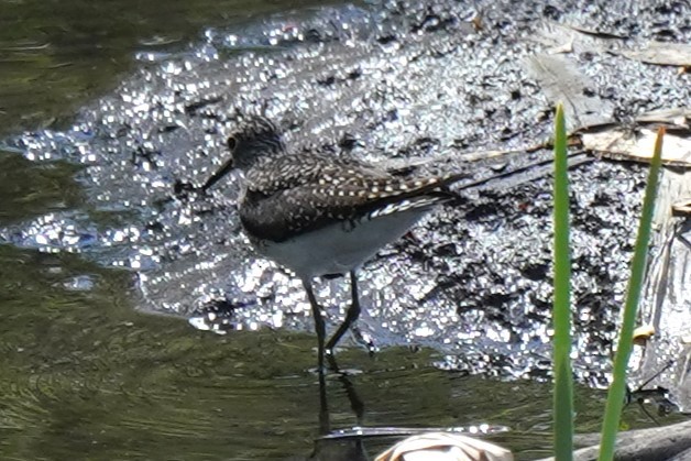 Solitary Sandpiper - ML618054898