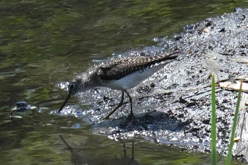 Solitary Sandpiper - ML618054899