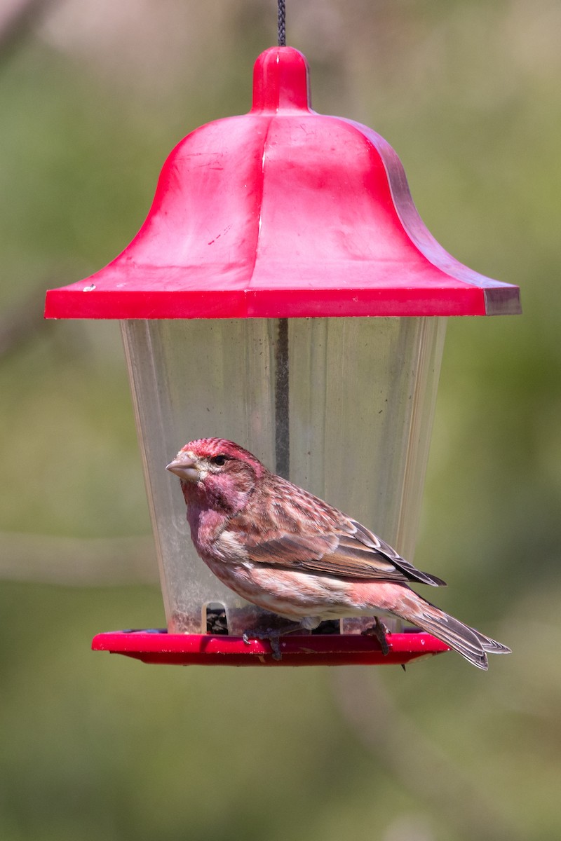 Purple Finch - Lyall Bouchard