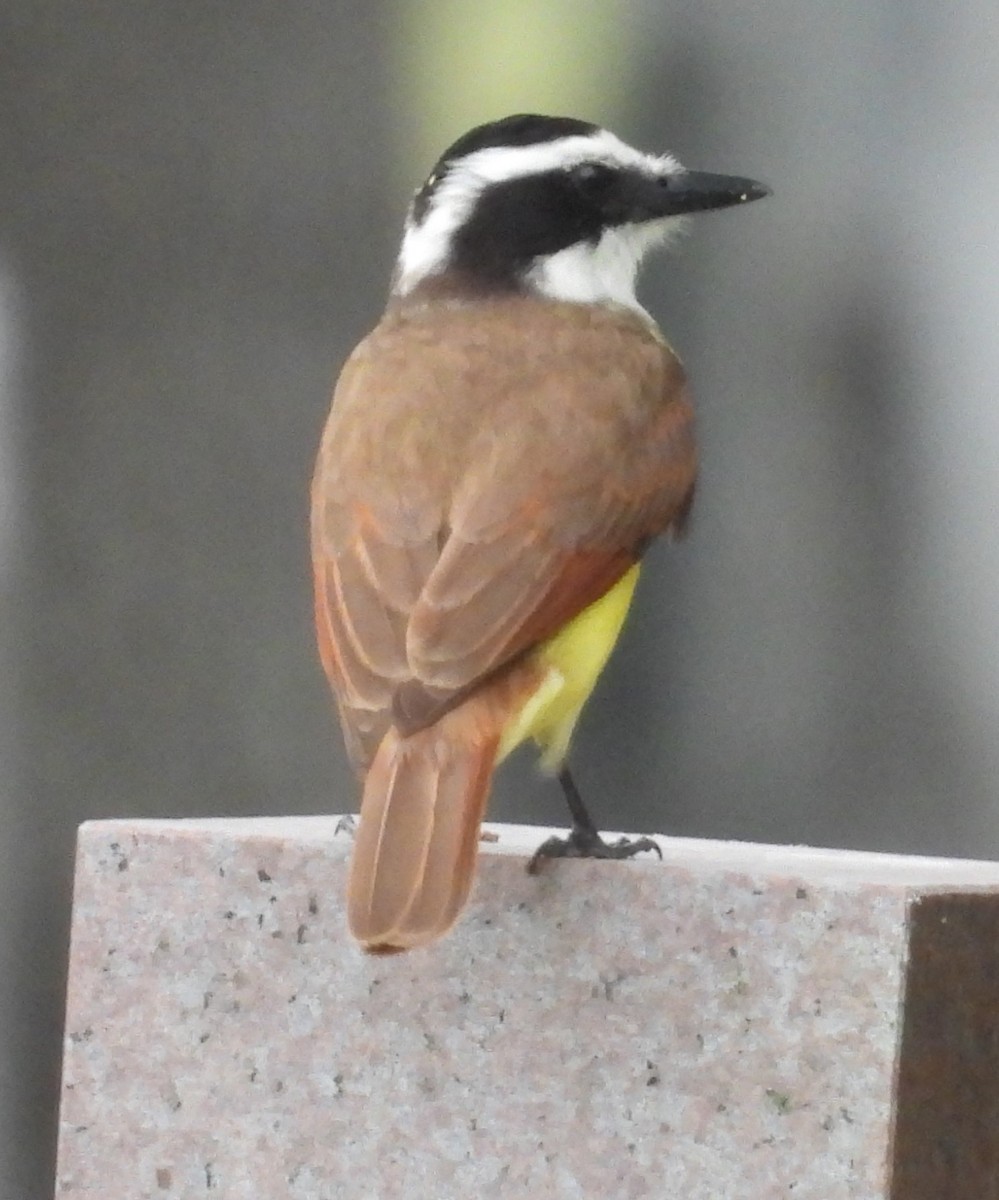 Great Kiskadee - ML618054906