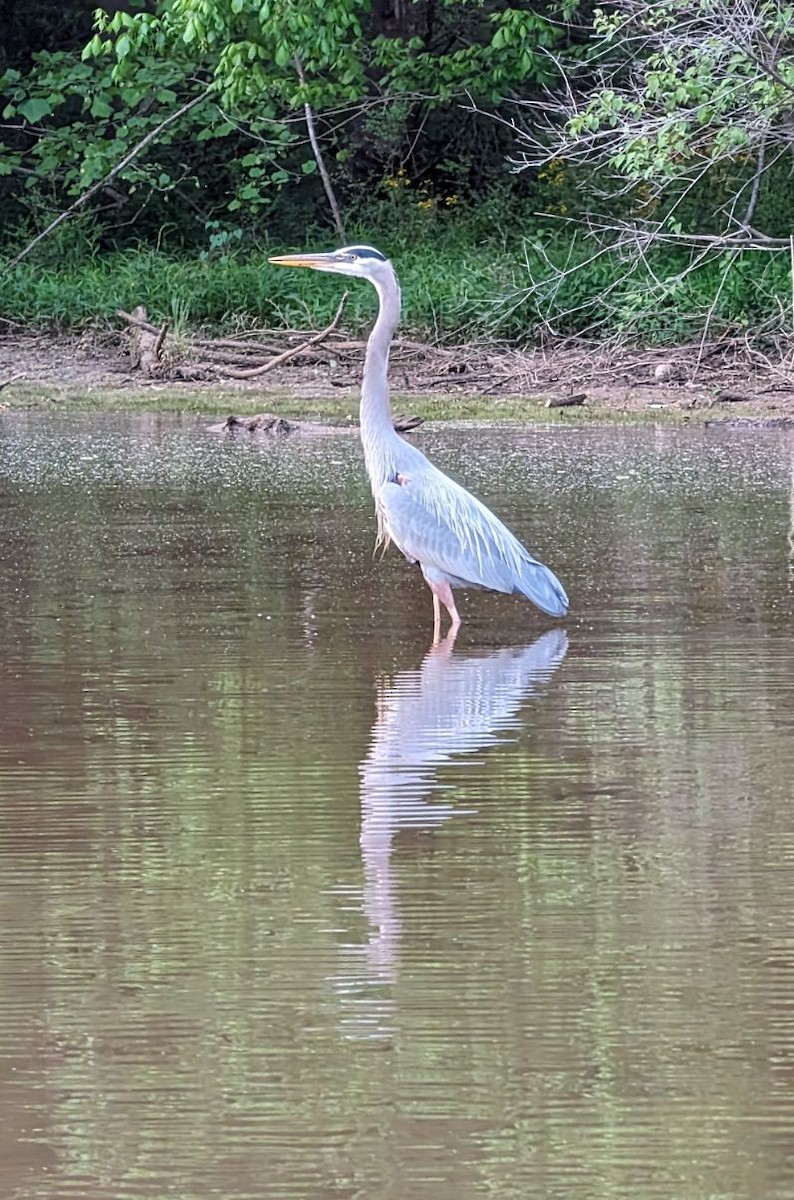 Great Blue Heron - Dottie Head