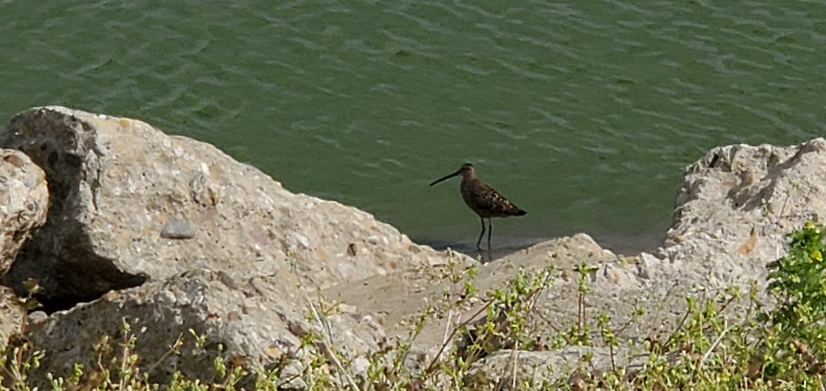 Long-billed Dowitcher - Dustin Holschuh