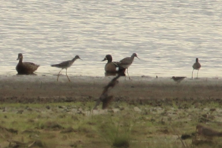 Lesser Yellowlegs - ML618054924