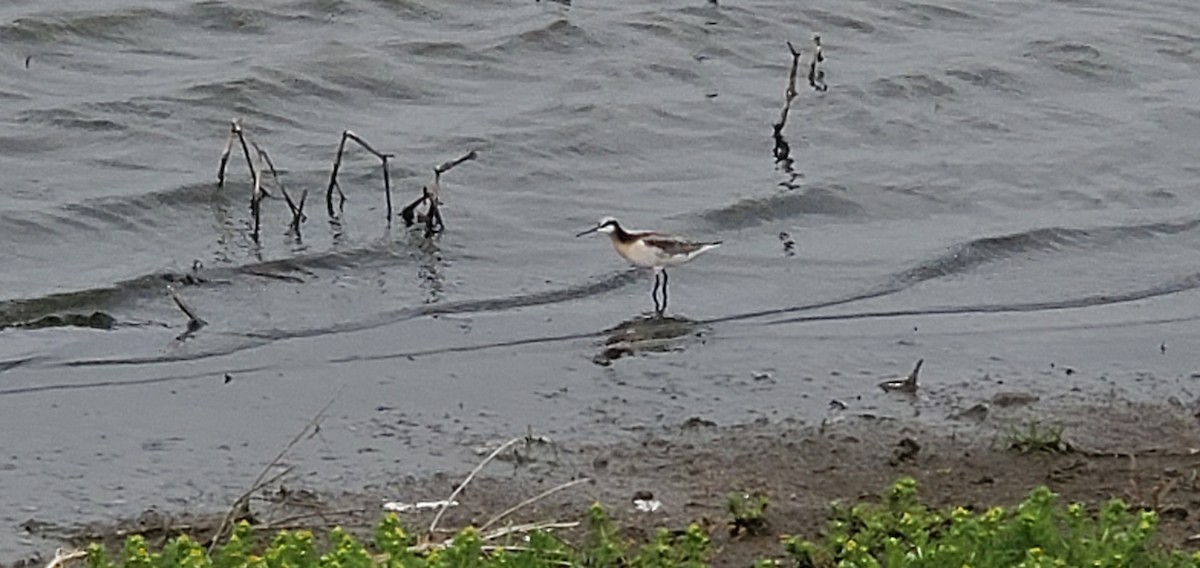 Wilson's Phalarope - ML618054925