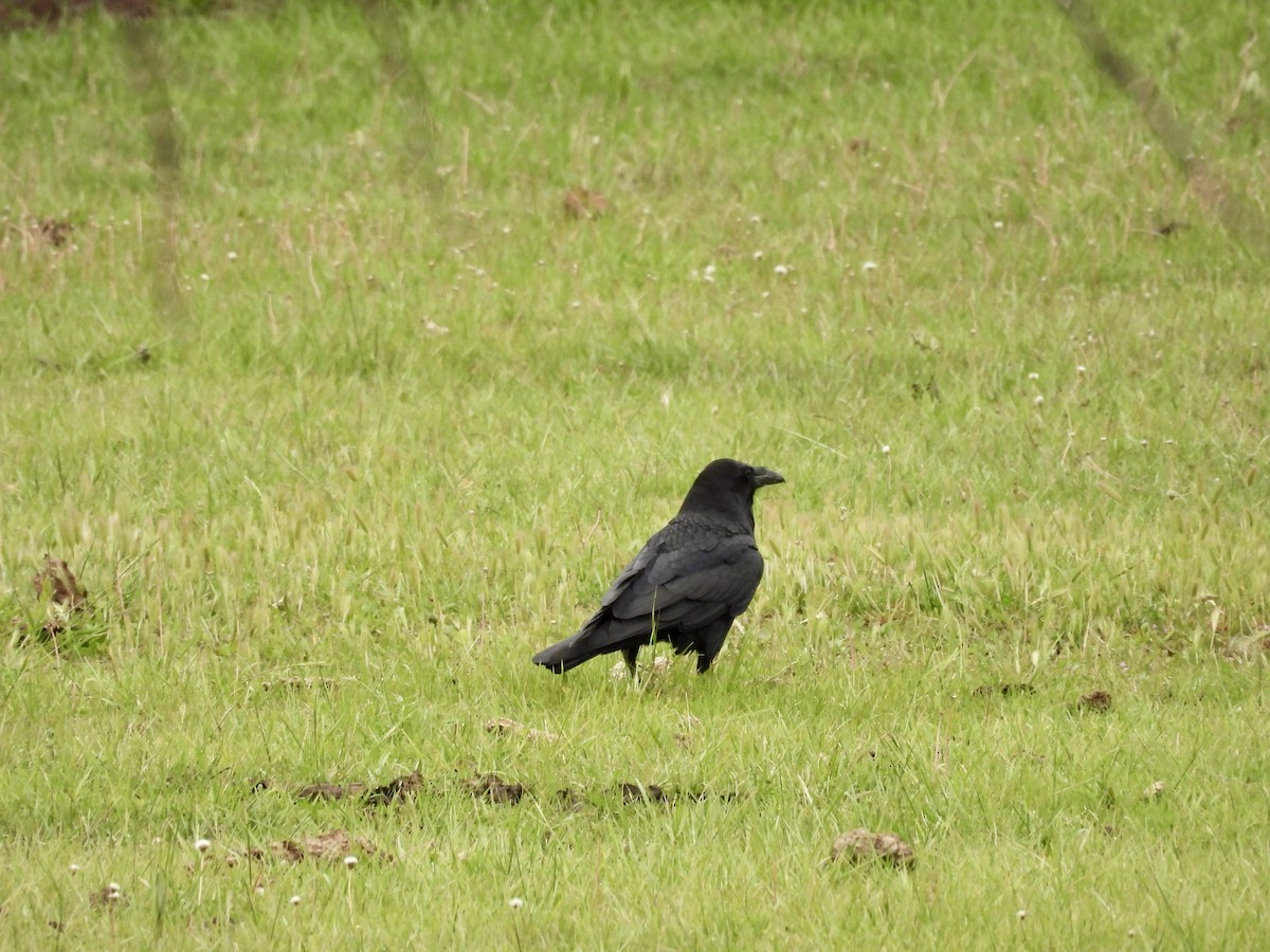 Common Raven - ML618054933