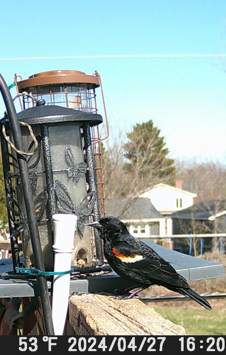 Red-winged Blackbird - ML618054939