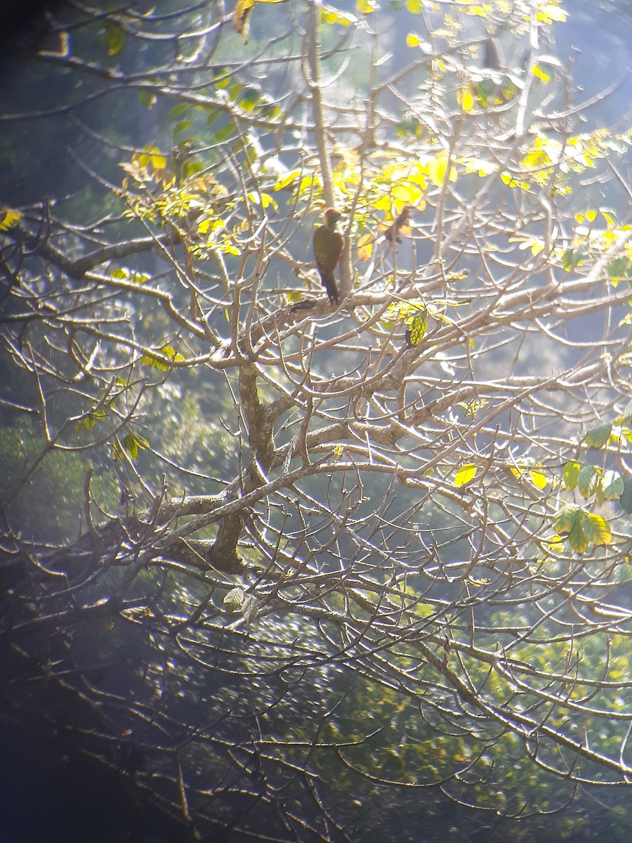 Lesser Yellownape - Bobby M