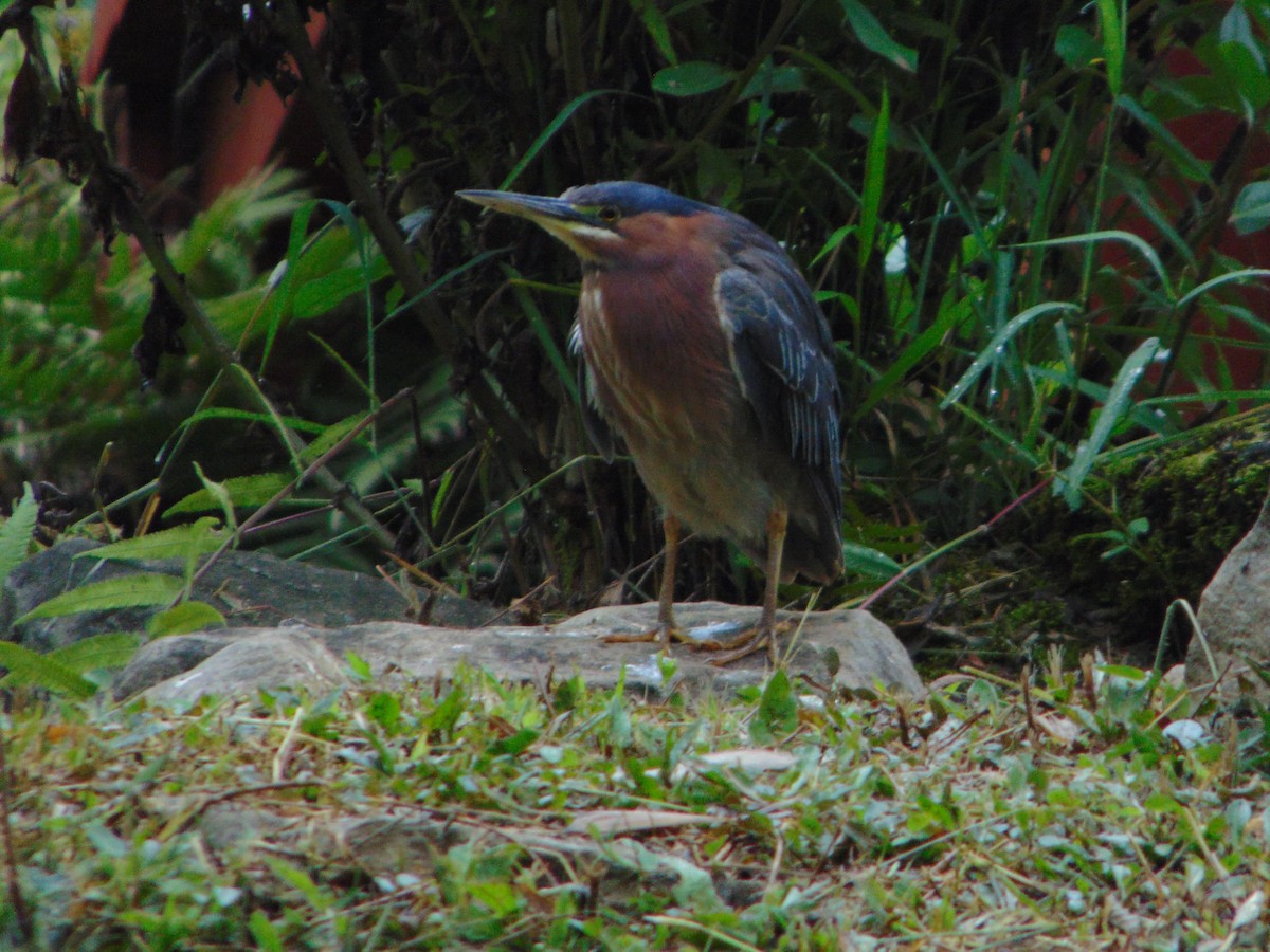 Green Heron - Rafael Bonilla Mata