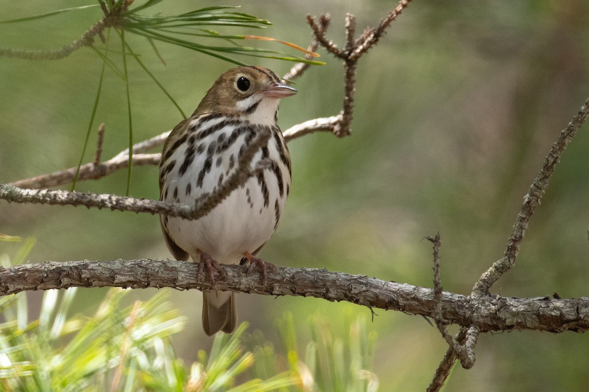 Ovenbird - Mike Tucker