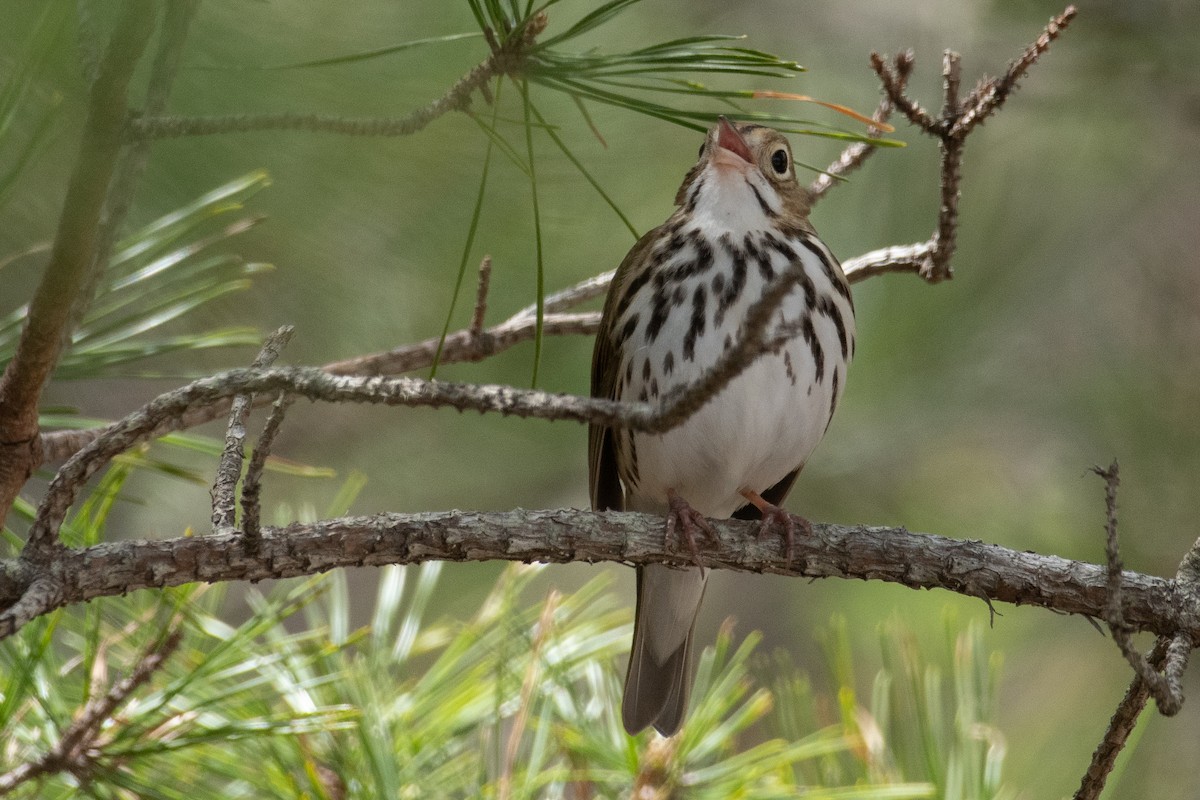 Ovenbird - Mike Tucker