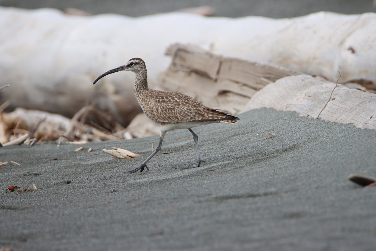 Whimbrel - ML618054963