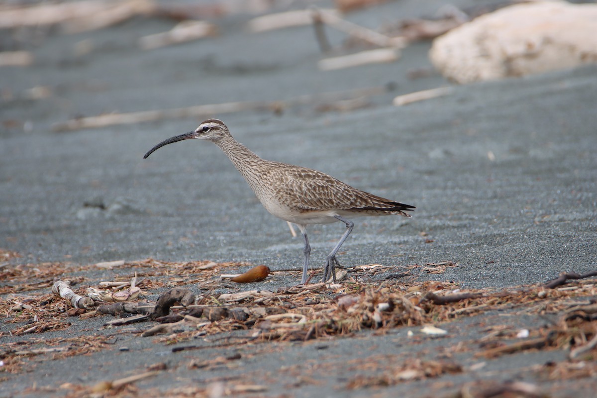 Whimbrel - ML618054977