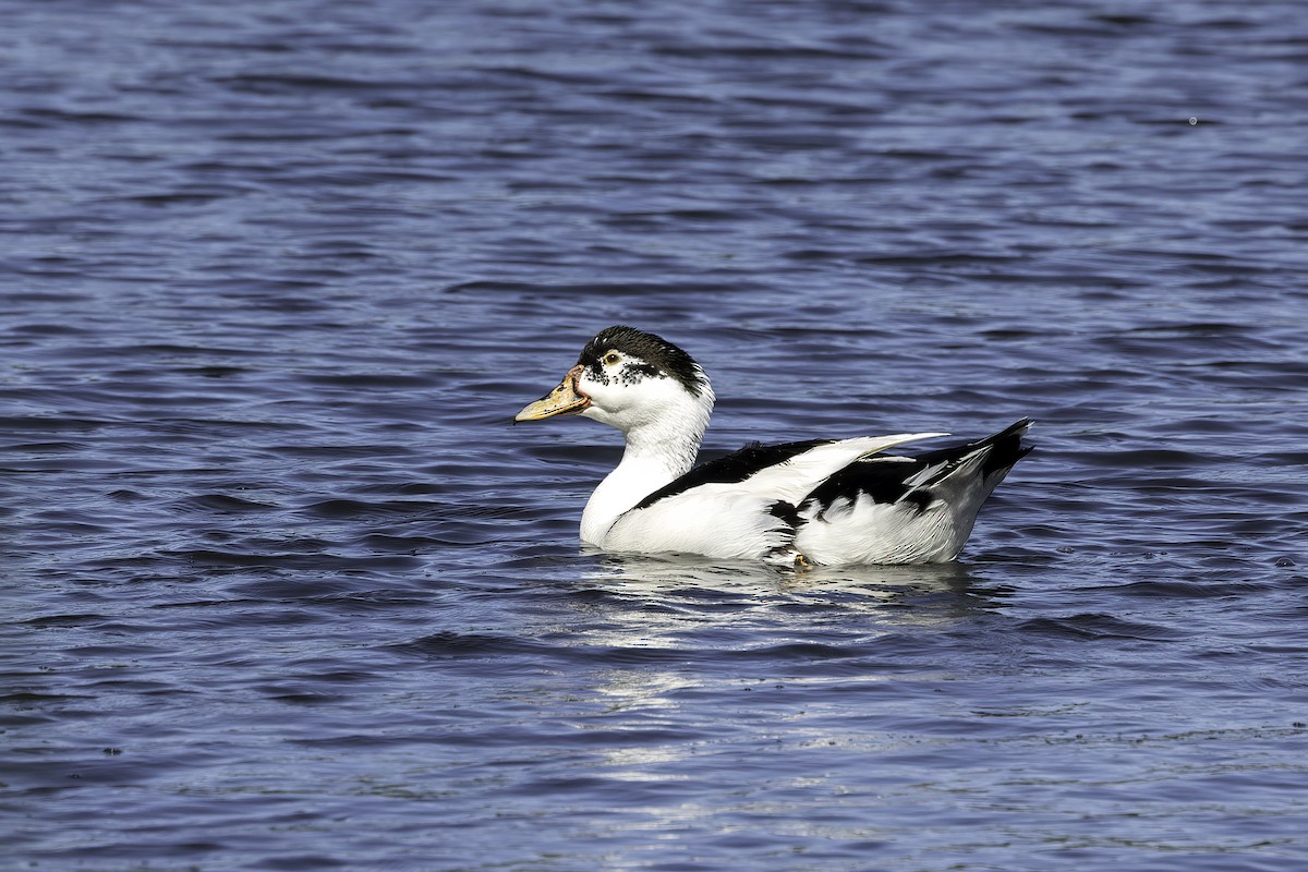 Muscovy Duck (Domestic type) - Kathryn McGiffen