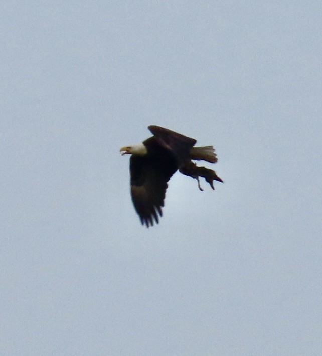 Bald Eagle - ML618055021