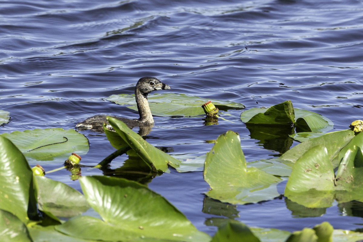 Pied-billed Grebe - ML618055030