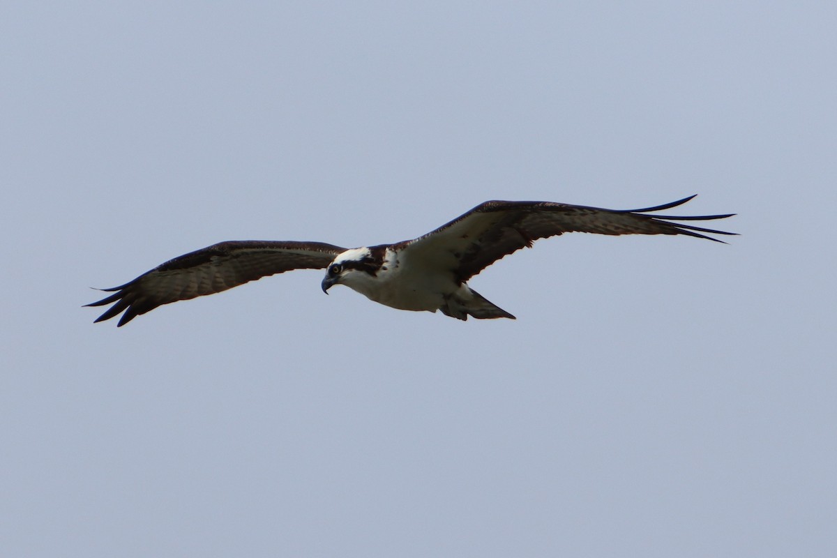 Águila Pescadora - ML618055032