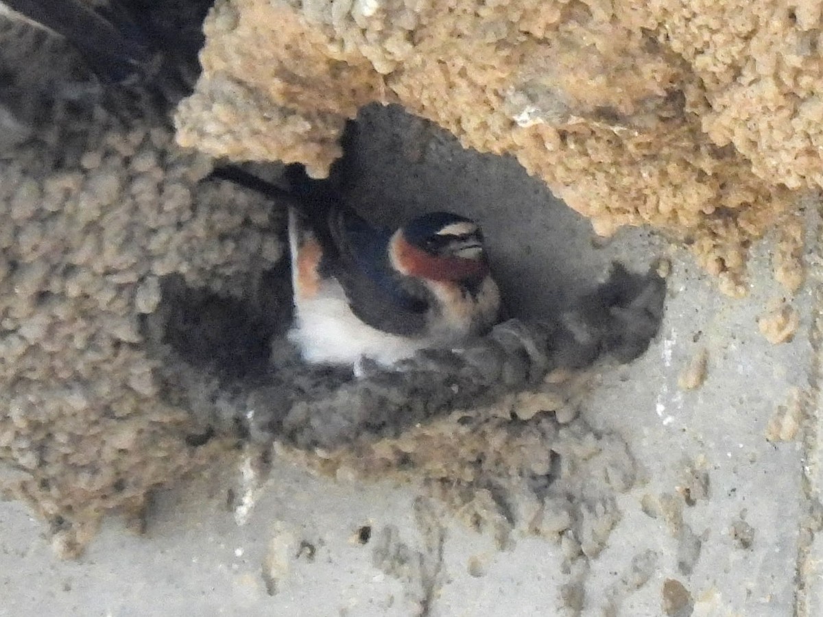 Cliff Swallow - ML618055041