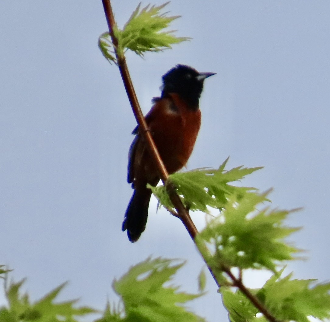 Oriole des vergers - ML618055048