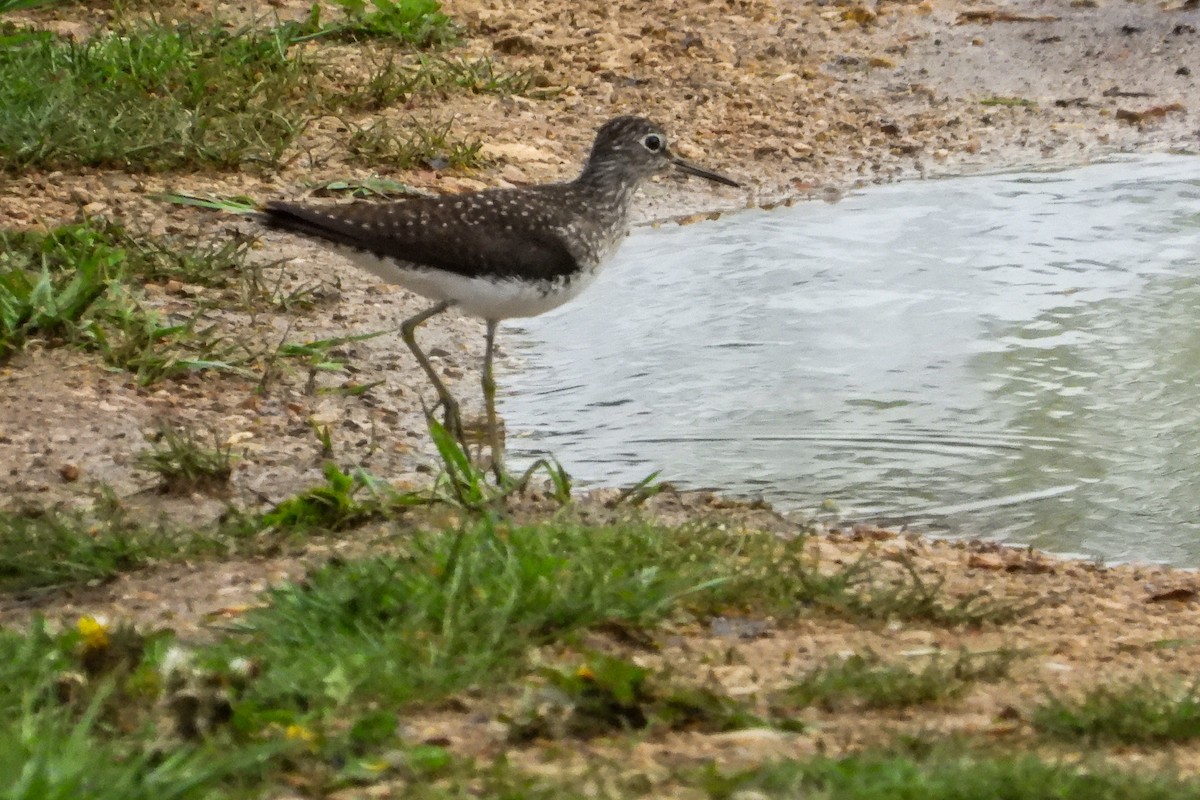 Solitary Sandpiper - Ellen Star