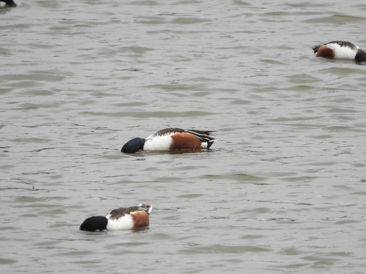 Northern Shoveler - ML618055052