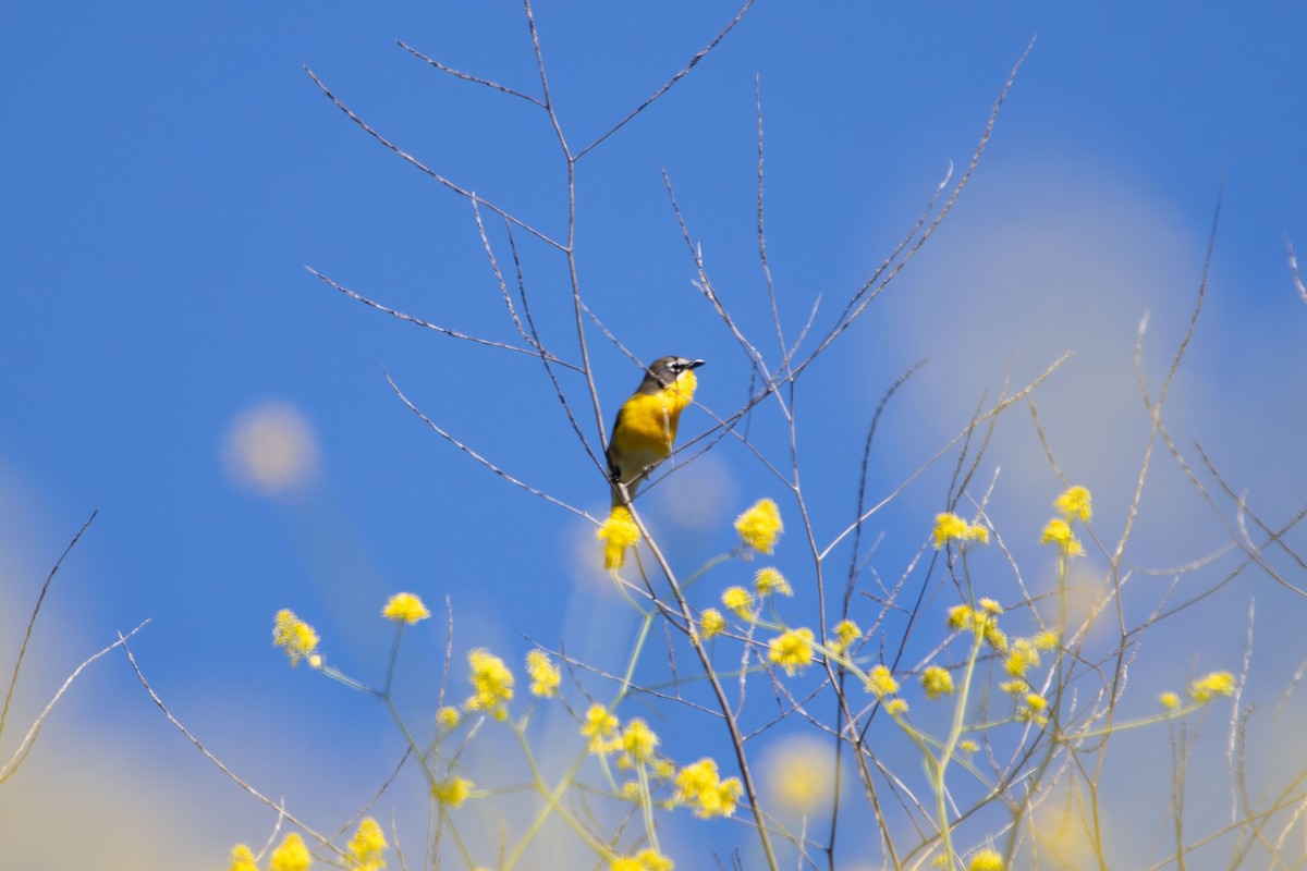 Yellow-breasted Chat - Sammy Cowell