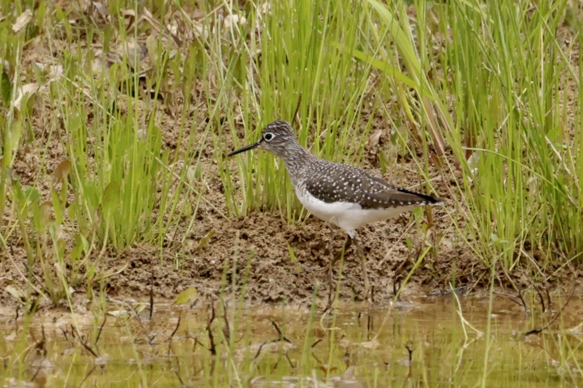 Solitary Sandpiper - ML618055076