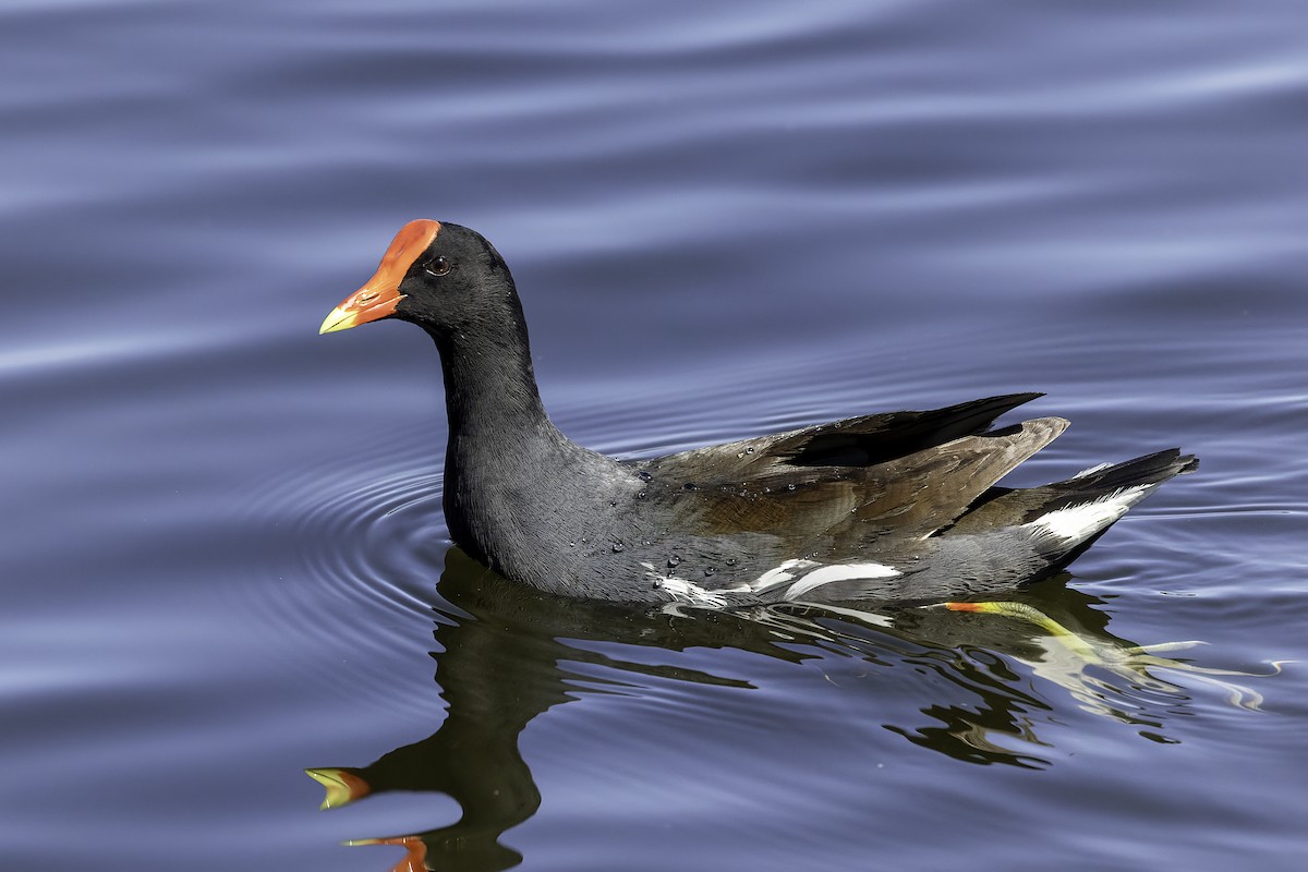 Common Gallinule - ML618055077