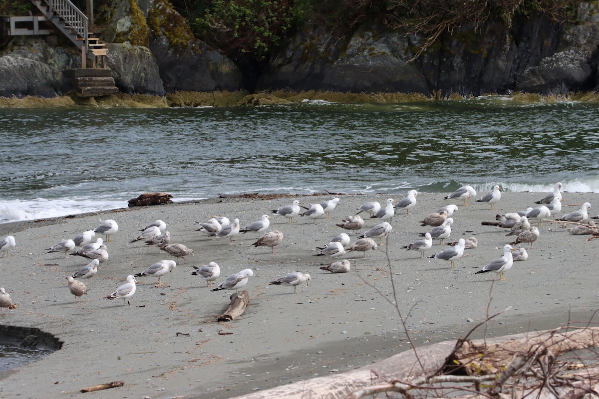 Gaviota Californiana - ML618055079