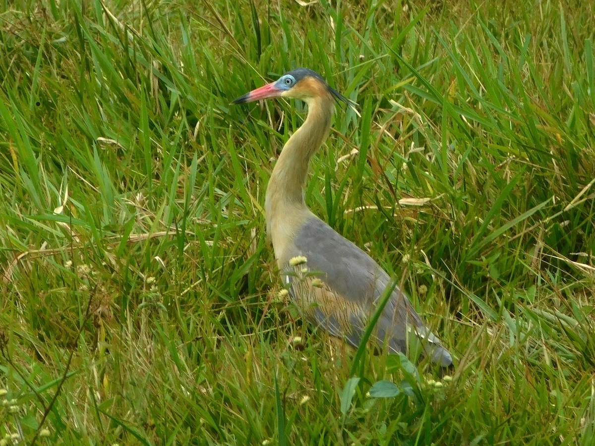 Whistling Heron - ML618055081