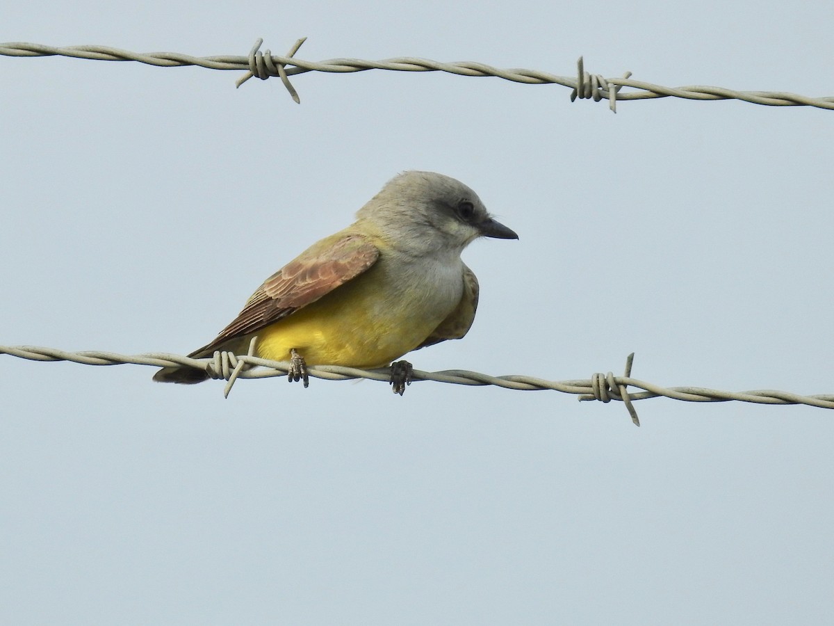 Western Kingbird - ML618055090