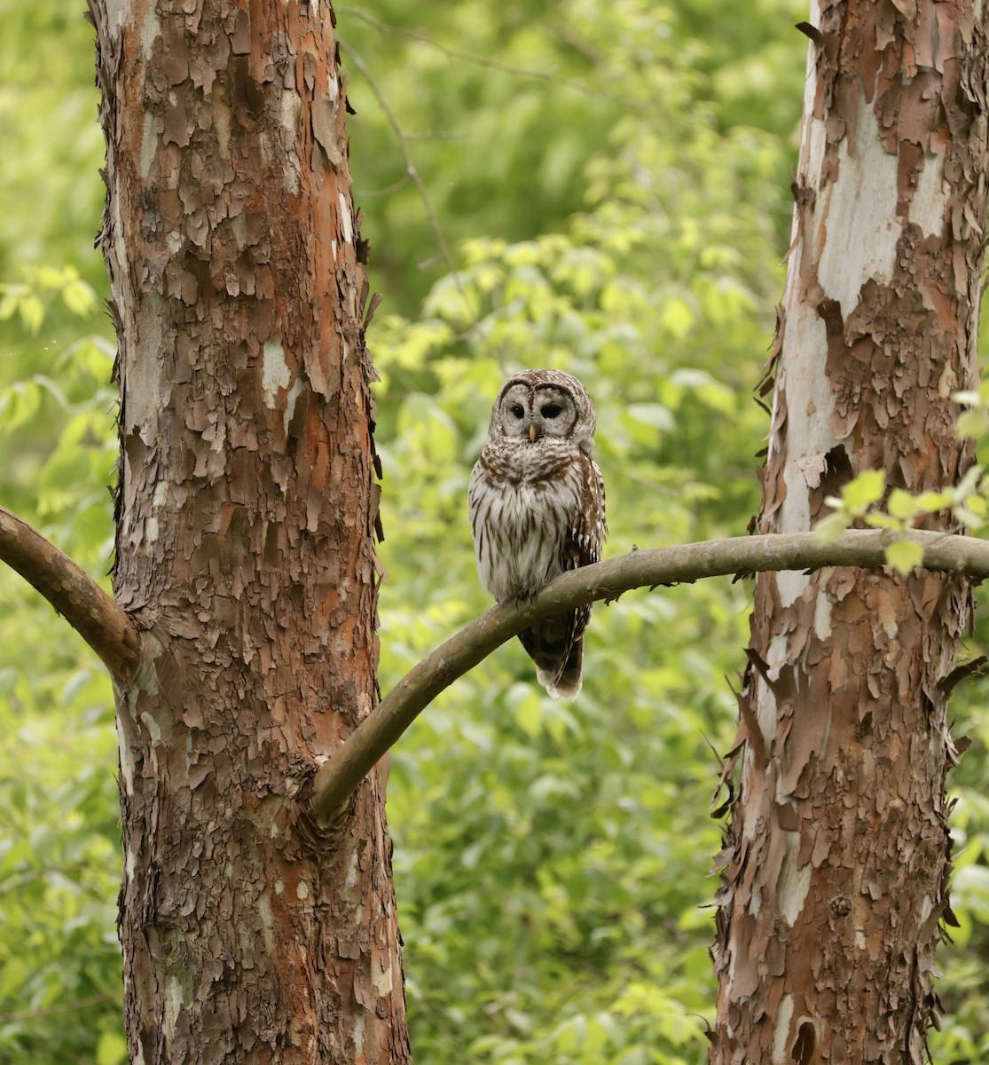 Barred Owl - ML618055093
