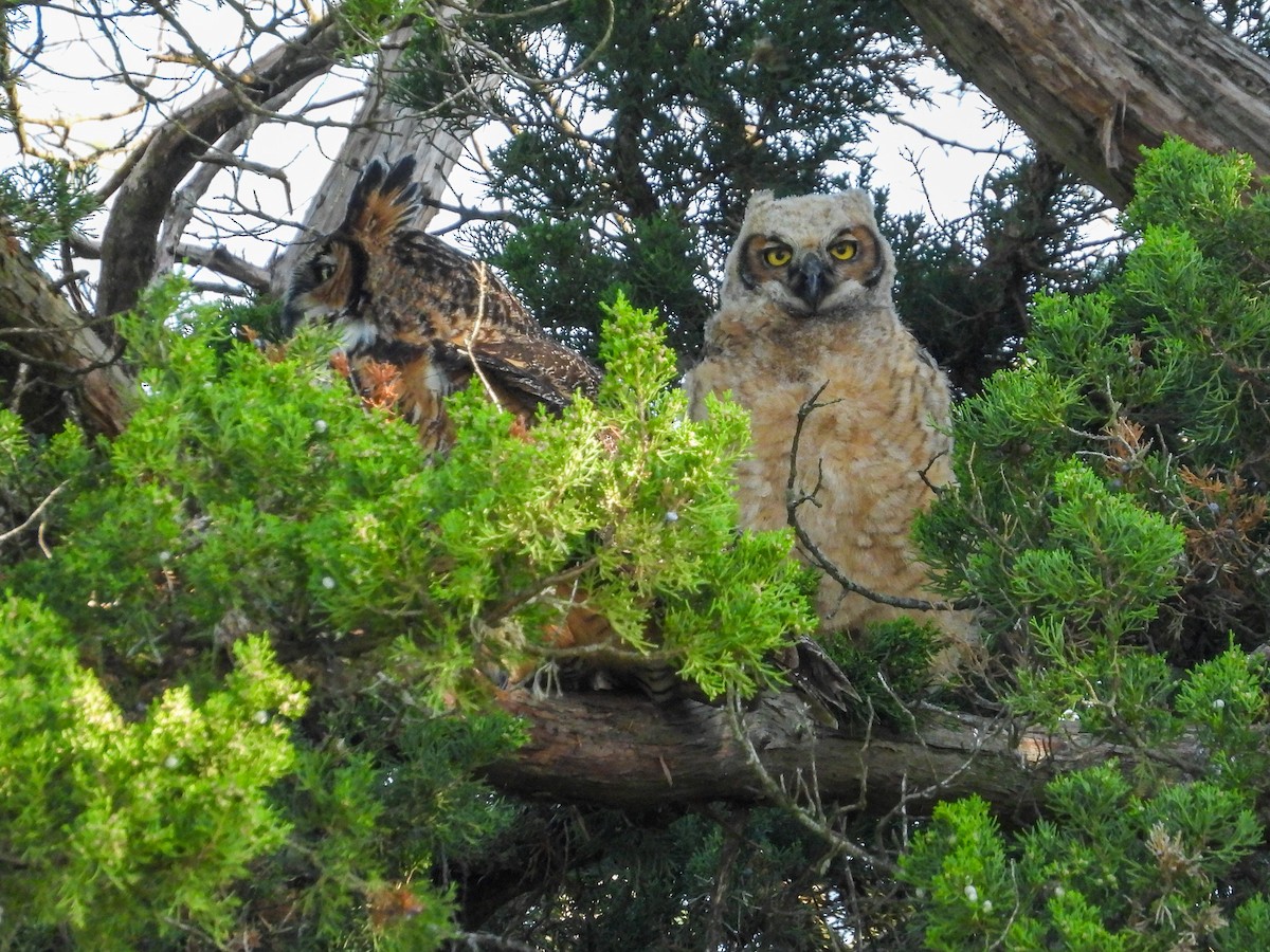 Great Horned Owl - Ellen Star