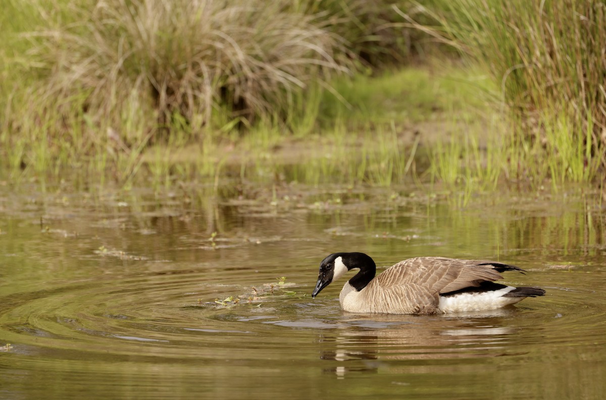 Canada Goose - ML618055101