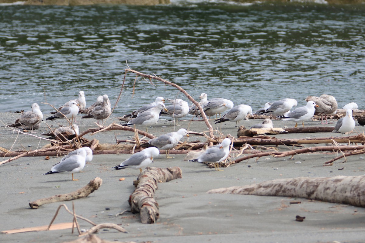 Gaviota Californiana - ML618055107