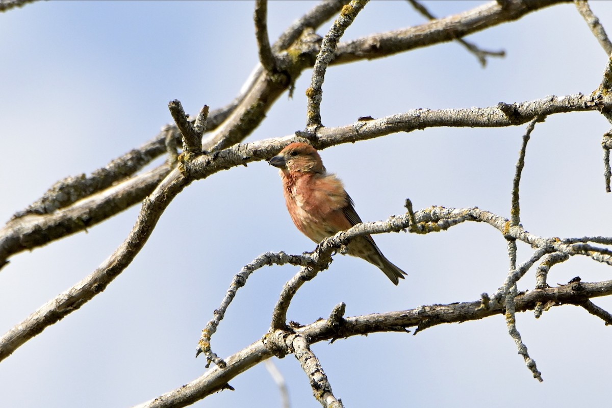 Red Crossbill - ML618055109