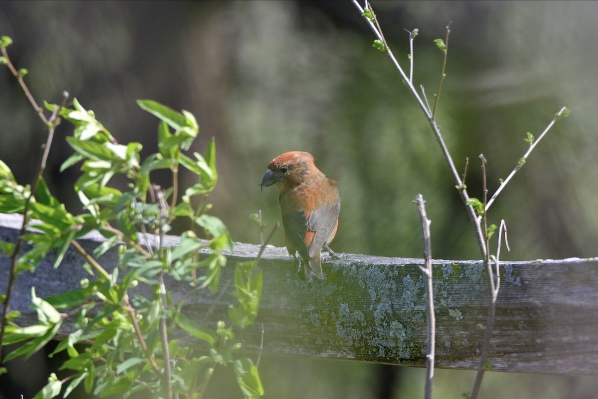 Red Crossbill - ML618055110