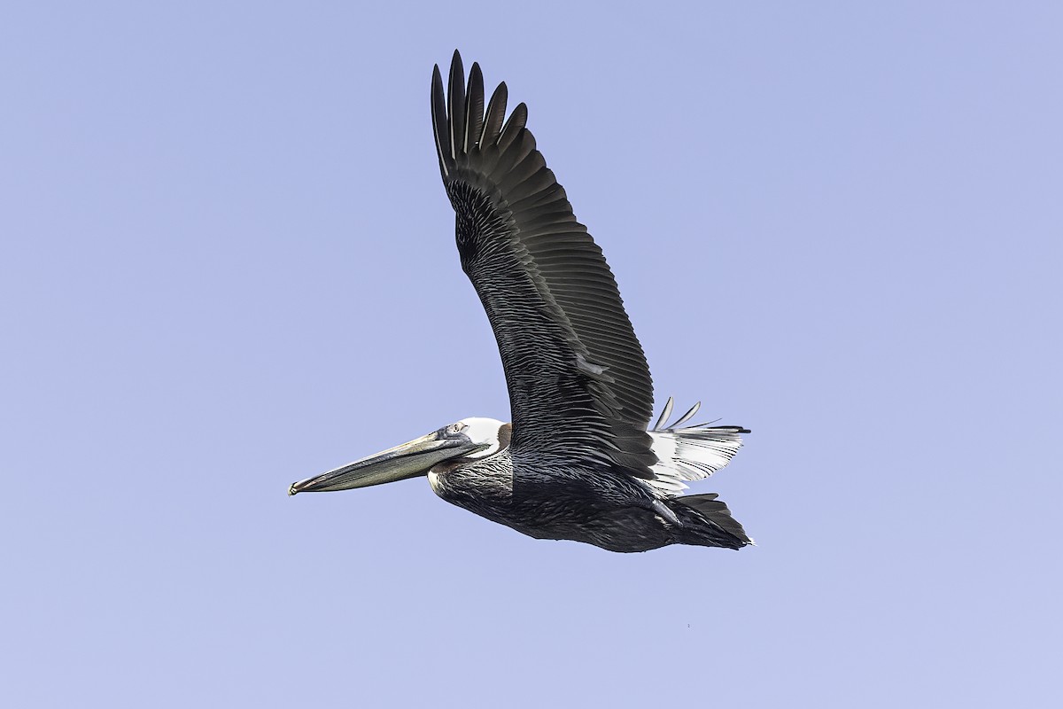 Brown Pelican - ML618055123