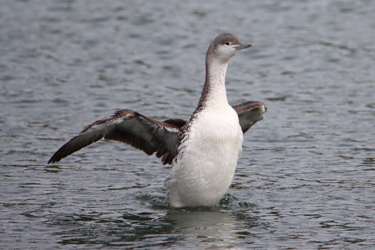Red-throated Loon - ML618055128