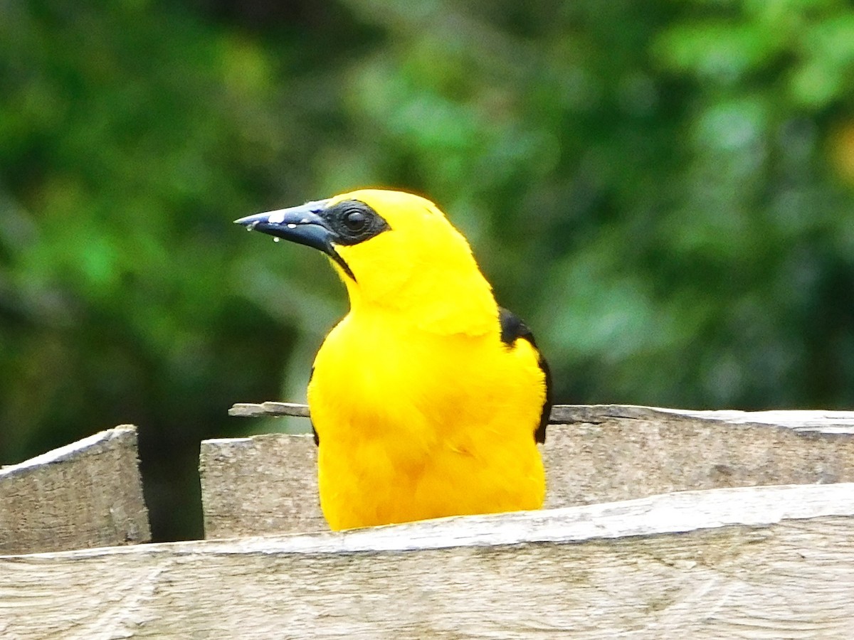 Oriole Blackbird - ML618055130